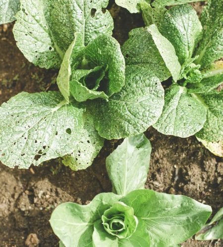 About Us farming03 free img.jpg