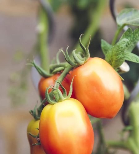 About Us farming04 free img.jpg